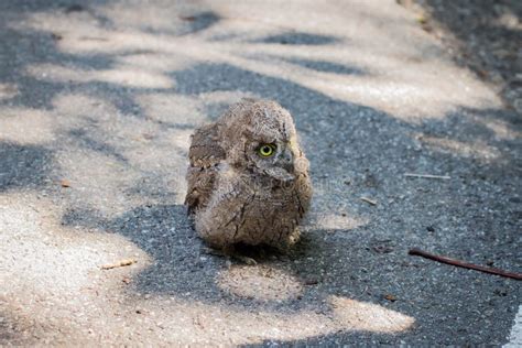 Baby of Common Scops Owl Otus Scops Stock Photo - Image of serbia, single: 139116856