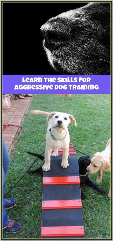 Pin on Aggressive Dog Training