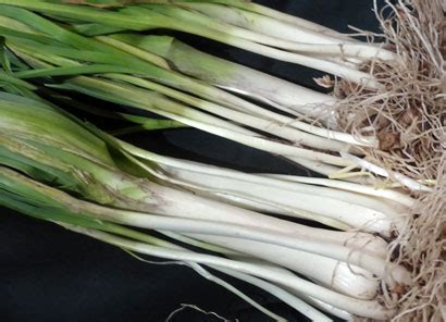 perennial leeks – Sustainable Market Farming