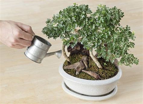 Expert Bonsai Tree Care Tips for Beginners | Bonsai tree care, Tree care, Bonsai tree