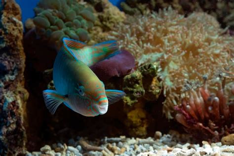 Premium Photo | Parrot fish in the coral reef