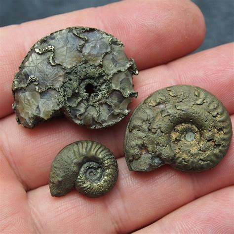 3x PYRITE AMMONITE 19-34mm Fossil Jurassic fossilien Ammoniten Mollusk Fossils | Fossils ...