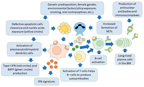 Advances in the Pathogenesis and Treatment of Systemic Lupus Erythematosus