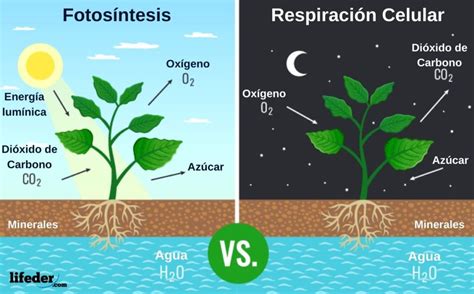 Tipos de respiración y sus características