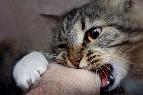 Petting Aggression: Why Cats Bite the Hand They Love & What to Do (Vet-Approved) - Catster