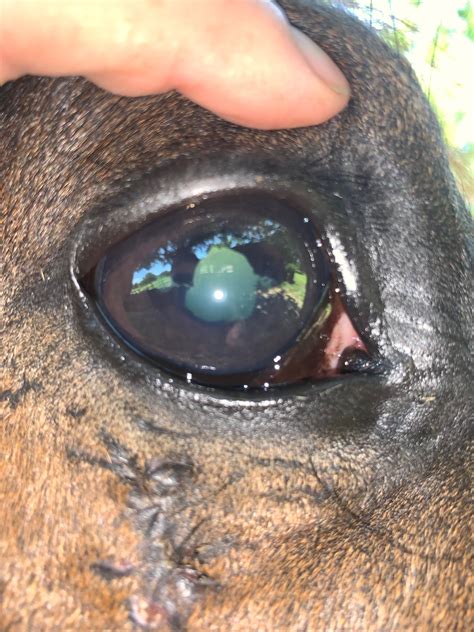 The Equine Eye - and it's Many Problems! - Springhill Equine Veterinary Clinic