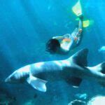 Swimming With Sharks Cancun: Xcaret Shark Diving Is The Best