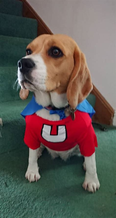 Underdog Dog Costume