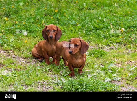 two cute brown Dachshund puppies sitting on the green grass Stock Photo - Alamy