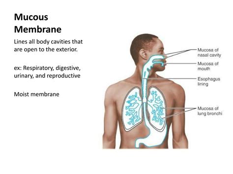 Mucous Membrane Diagram