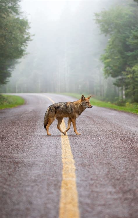 Announcing the winners of the 2018 Canadian Wildlife Photography of the ...