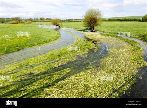 England Uk English Chalk Stream Stock Photos & England Uk English Chalk ...