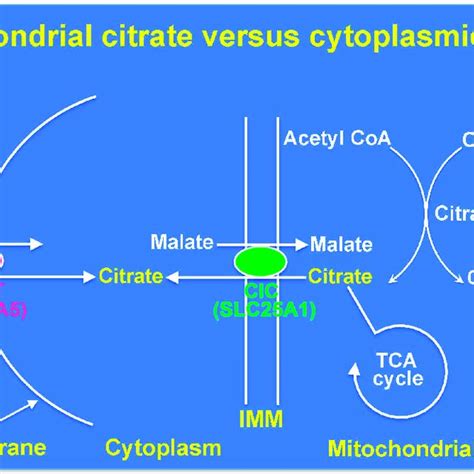 Functions of citrate in the cytoplasm of neurons. The enzymes listed ...