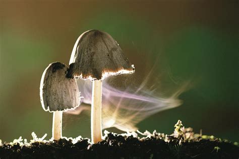 Mushroom Releasing Spores Photograph by Ciabou Hany