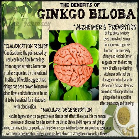 Informative | Ginkgo biloba, Ginkgo, Health