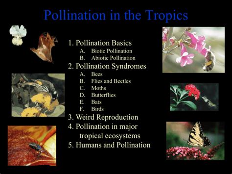 Abiotic Pollination (pollination by wind or water)