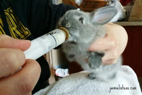 How to Feed Orphaned Baby Rabbits - Jaimie Listens: Feeding baby rabbits can be a challenge ...