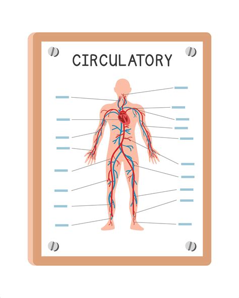 Human circulatory system poster clipart cartoon style, vector design. Use in hospital or clinic ...