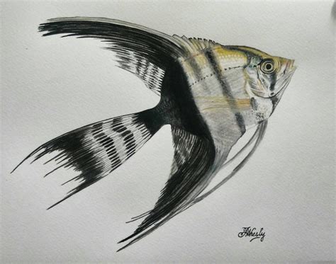 angelfish by weslyjk on DeviantArt