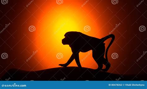 Monkey Silhouette on Sunset Stock Photo - Image of gorilla, young: 80478262