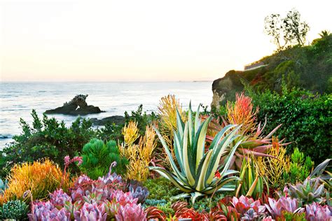 Unusual Succulents - Sunset Magazine