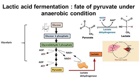 Lactic Acid Fermentation Diagram