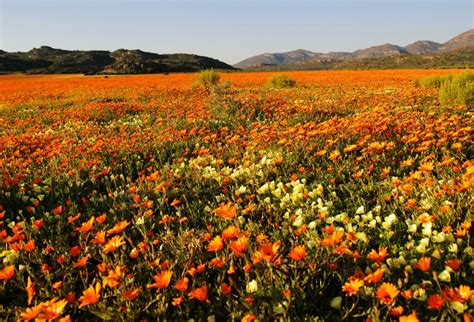 Blooming Wonderful: Where To See Spring Flowers In South Africa | AFKTravel