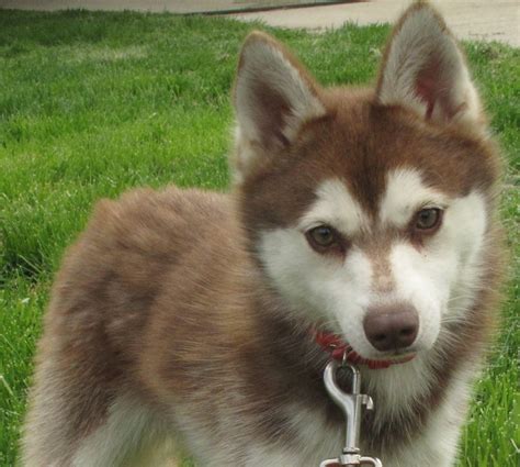 Our Alaskan Klee Kai | Alaskan klee kai, Cute animals, Happy dogs