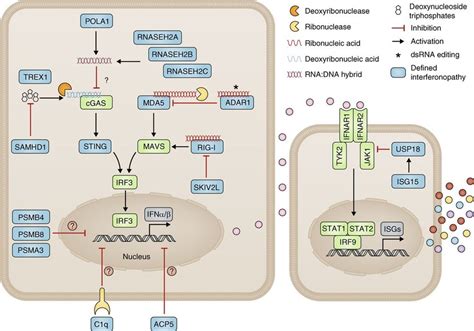 Type I interferon signaling and type I interferonopathies as currently ...