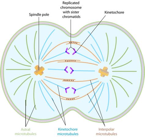 Types of microtubules involved in mitosis | Learn Science at Scitable