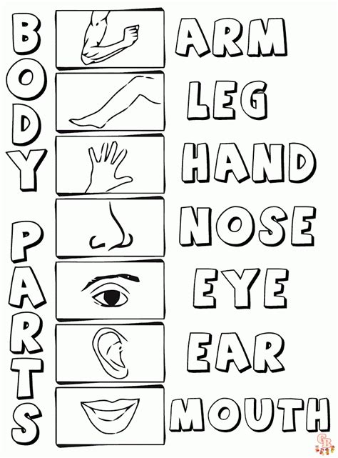 Discover Fun and Free Body Parts Coloring Pages for Kids