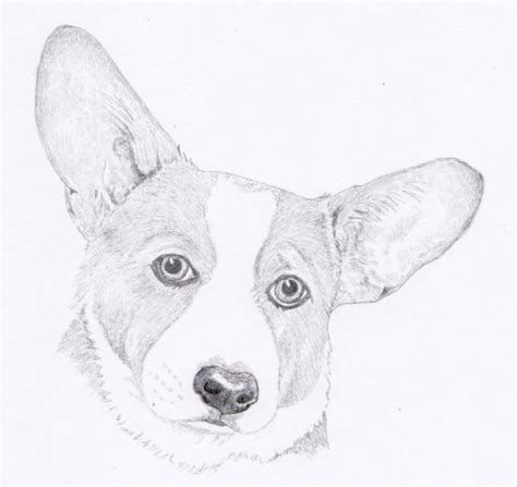 Corgi Signed Personalized Original Pencil Drawing Matted Print free ...