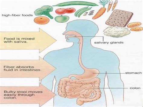 AILMENTS OF THE DIGESTIVE SYSTEM BY MS. FAM.