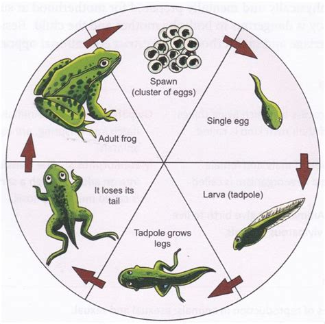 viviparous-reproduction | Frog, Metamorphosis, New classroom