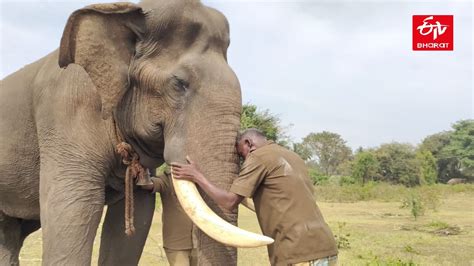 Taming The Wild: Tamil Nadu’s Kumki Elephants Lead The Way