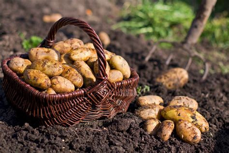 When to Plant and When to Harvest Potatoes - Arboretum: Your Home ...