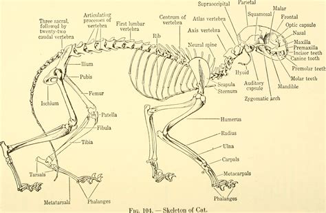 File:Animal biology (1938) (18196793515).jpg - Wikimedia Commons