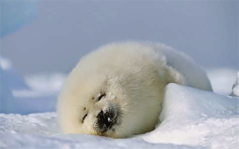 Cute Baby Harp Seals | Fun Animals Wiki, Videos, Pictures, Stories