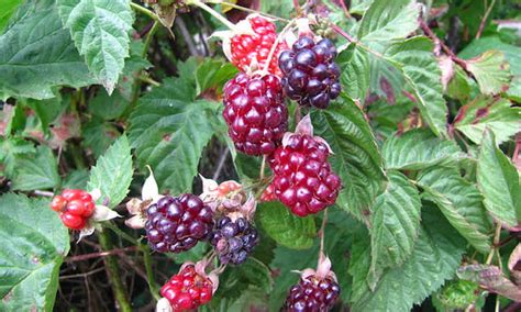 Boysenberry Plants: Bountiful Big Purple Berries - Epic Gardening