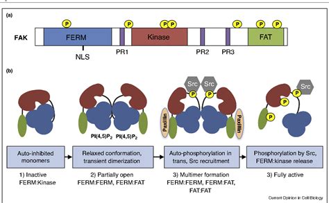 Figure 2 from Focal adhesion kinase signaling in unexpected places. | Semantic Scholar