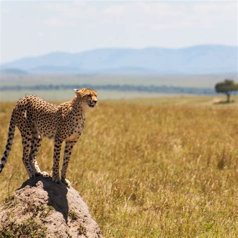 Endangered Plants & Animals of the African Savanna | USA Today