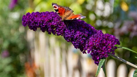 How to Plant, Grow, and Care for Butterfly Bush (Buddleia)