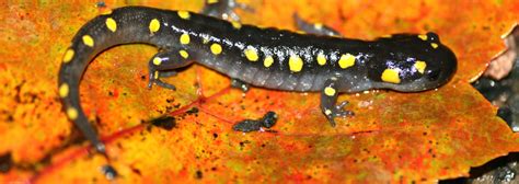 Spotted Salamander | Reptiles & Amphibians in Ontario | Ontario Nature