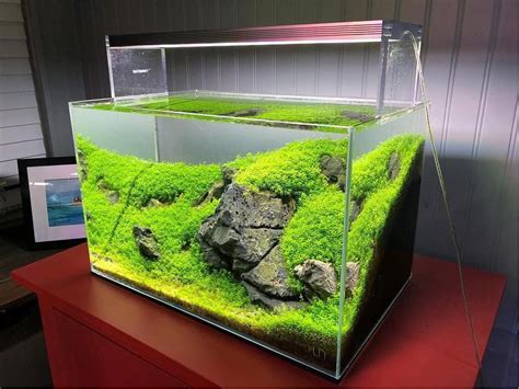 Beginner Aquarium Plants Light - Aquascape Ideas