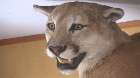 Mountain lion attacks concern residents - KOBI-TV NBC5 / KOTI-TV NBC2