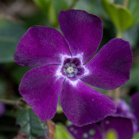 Buy lesser periwinkle Vinca minor 'Atropurpurea'