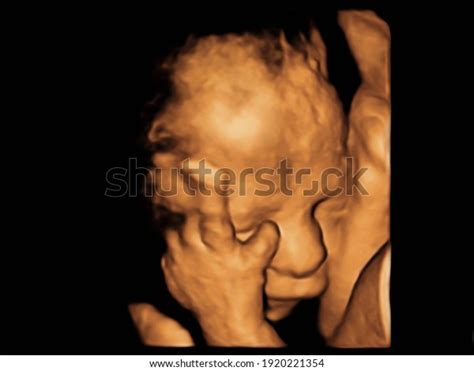 754 Womb 3d Stock Photos, Images & Photography | Shutterstock