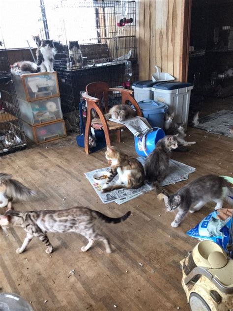 Breeder keeps 250 cats in 2 homes in one of Japan's largest animal ...