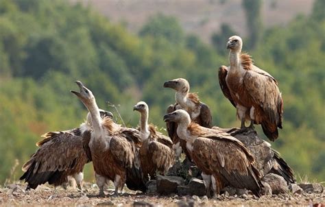 Griffon Vulture Facts, Distribution, Habitat, Diet, Pictures