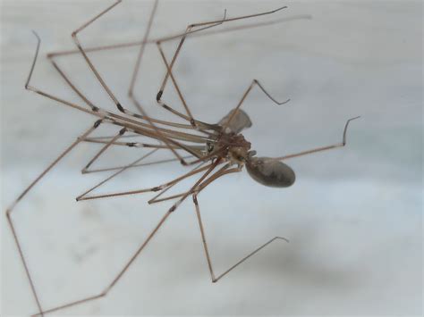 BugBlog: Pholcus phalangioides, the Daddy Long-leg spider